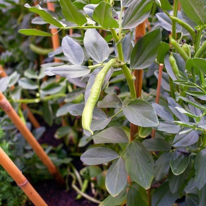 Network Marketing Lessons from Nature: Teamwork and Support for Growth