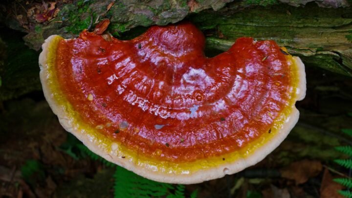 Amazing Health Benefits of Reishi Mushrooms