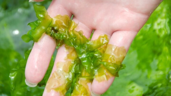 Discover the wonders of Sea Lettuce, also known as Green Laver or Ulva Lactuca.
