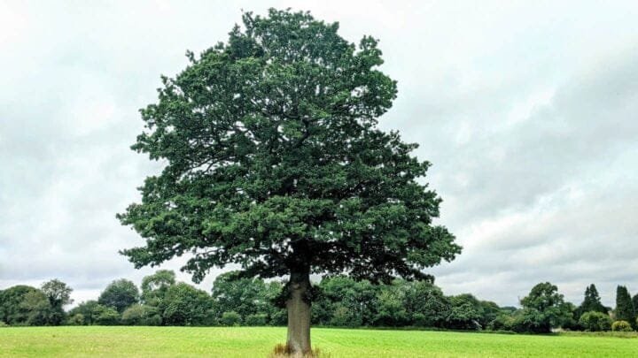 From Acorn to Oak: The Online Direct Seller's Journey to Success