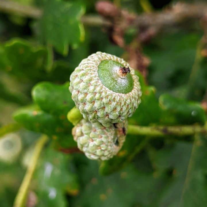 From Acorn to Oak: The Direct Seller's Journey to Success