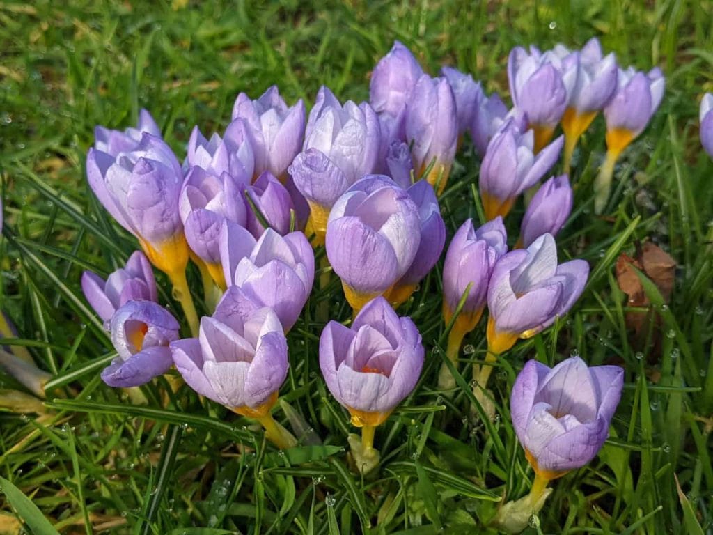 Purple crocus flowers with yellow centers blooming in grass as early spring flowers