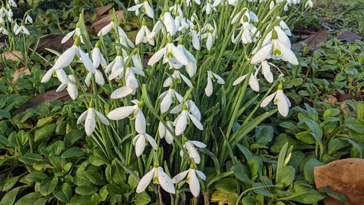 White snowdrop flowers with green stems blooming in a February garden among winter foliage