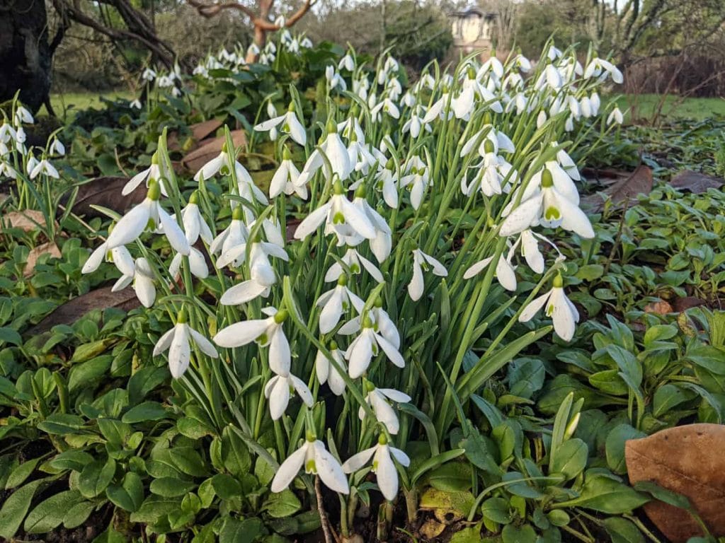White snowdrop flowers with green stems blooming in a February garden among winter foliage