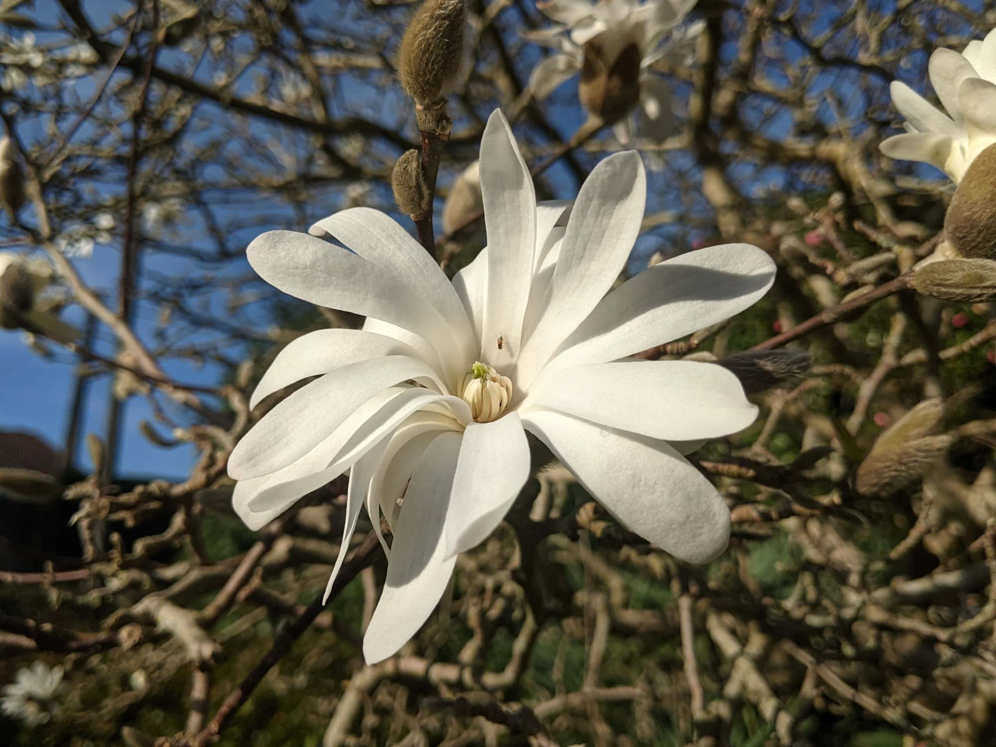 White Magnolia stellata flower in full bloom against bare branches in early spring sunshine.
