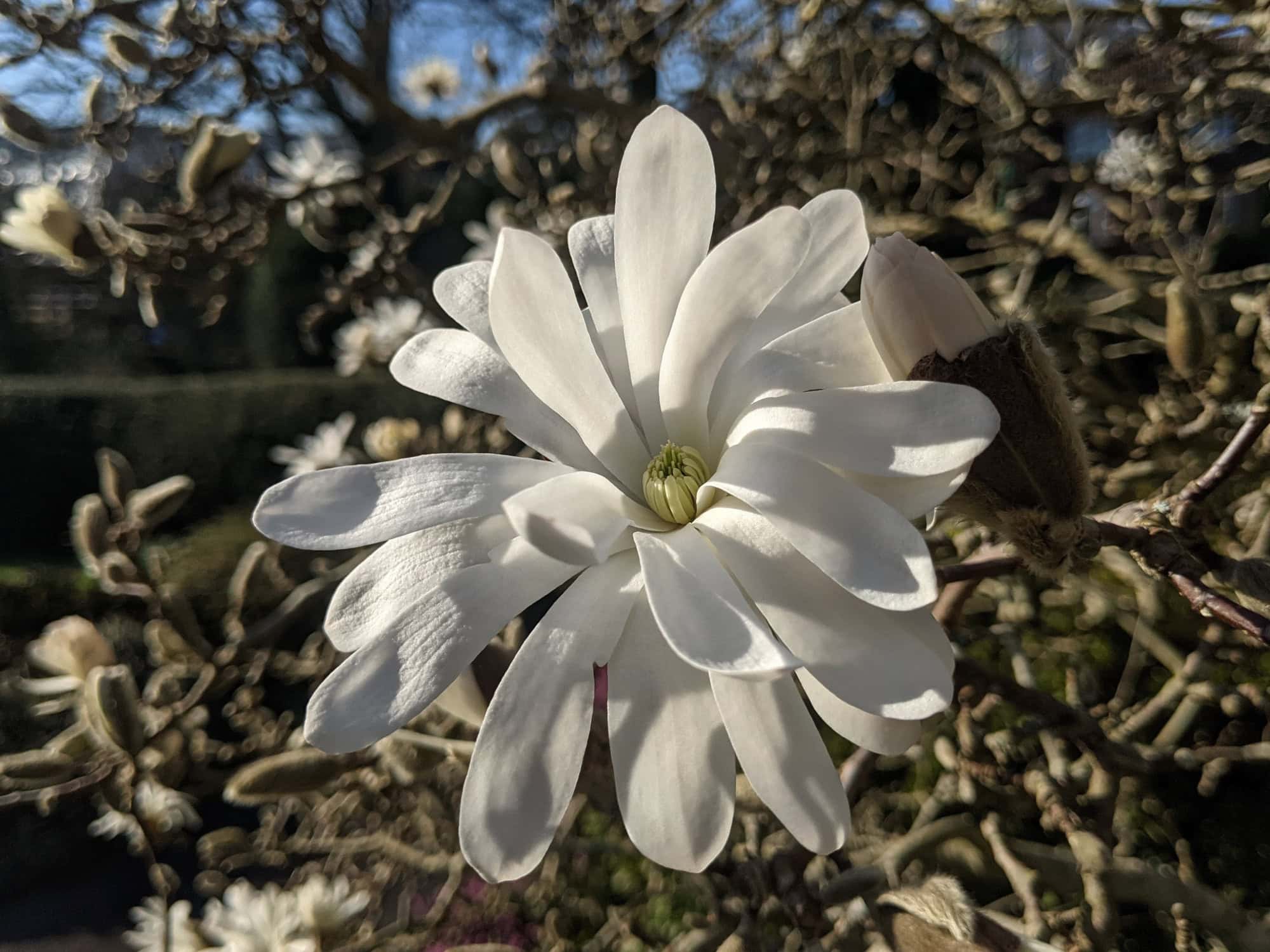 White Magnolia stellata flower in full bloom against bare branches in early spring sunshine.