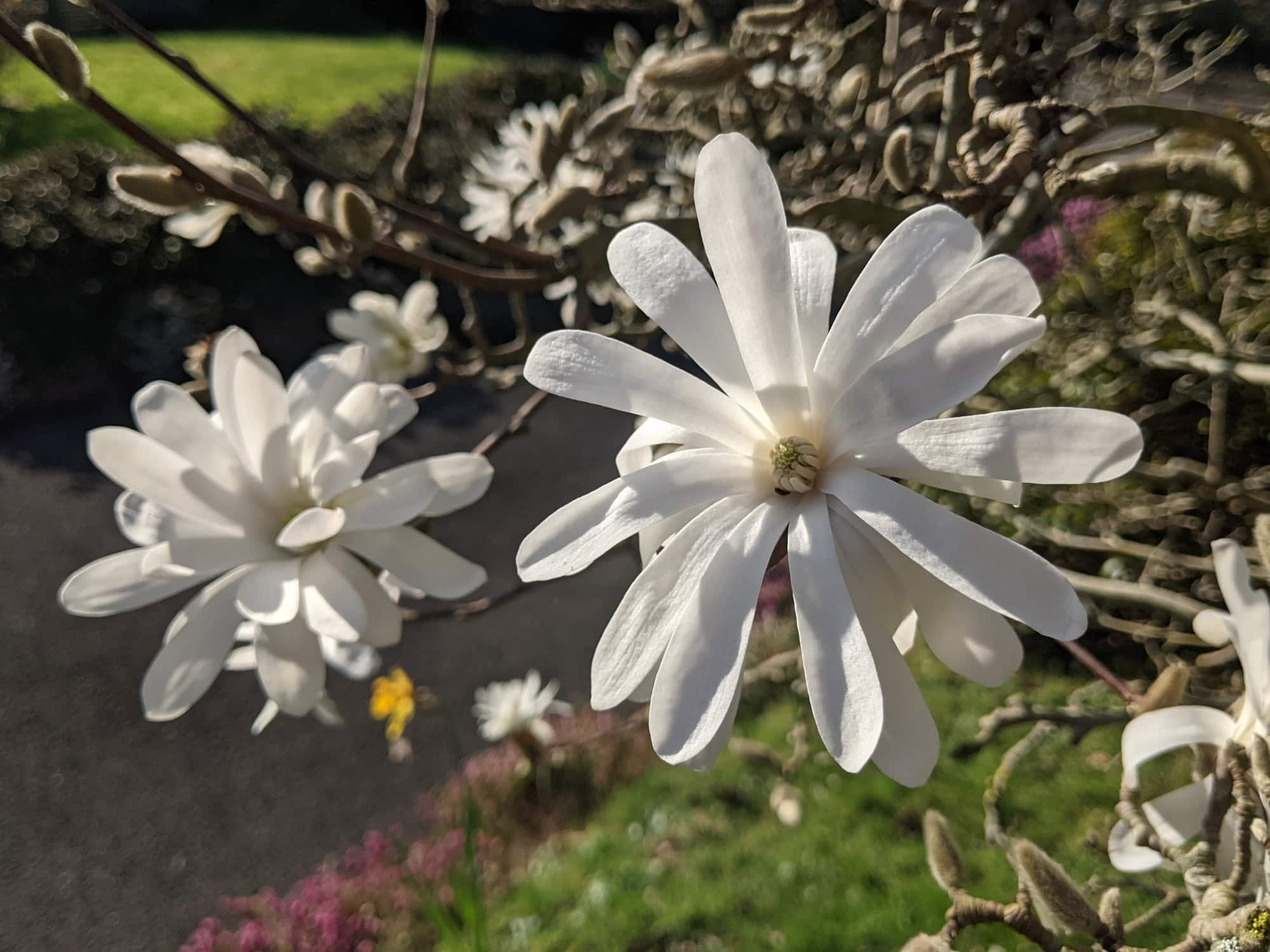 White Magnolia stellata flower in full bloom against bare branches in early spring sunshine.