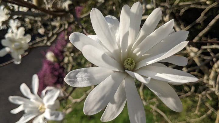 White Magnolia stellata flower in full bloom against bare branches in early spring sunshine.