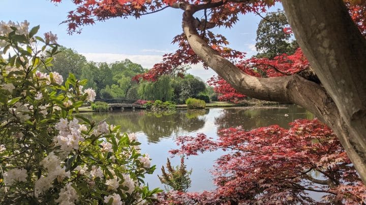 An ornamental iron bridge over a lake, framed by a sweeping crimson Japanese maple and white rhododendron blooms, reflected in the still water below